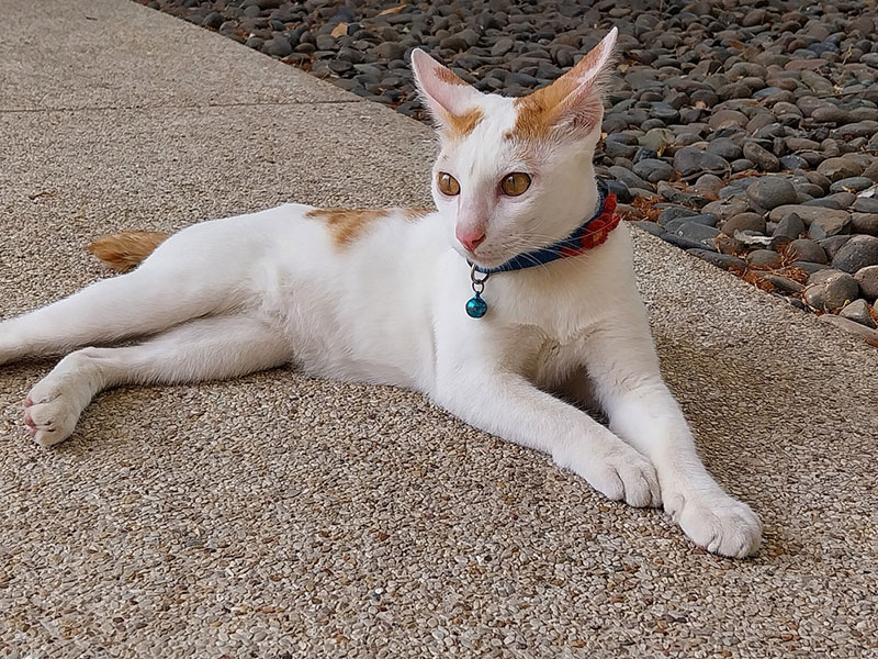 История японских кошек бобтейлов начинается с VI века