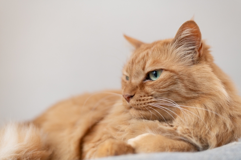 Болезнь почек у кошки проявляется тошнотой