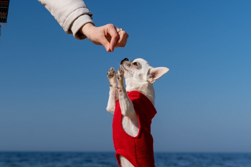 Течка у чихуахуа сопровождается непривычным поведением собаки