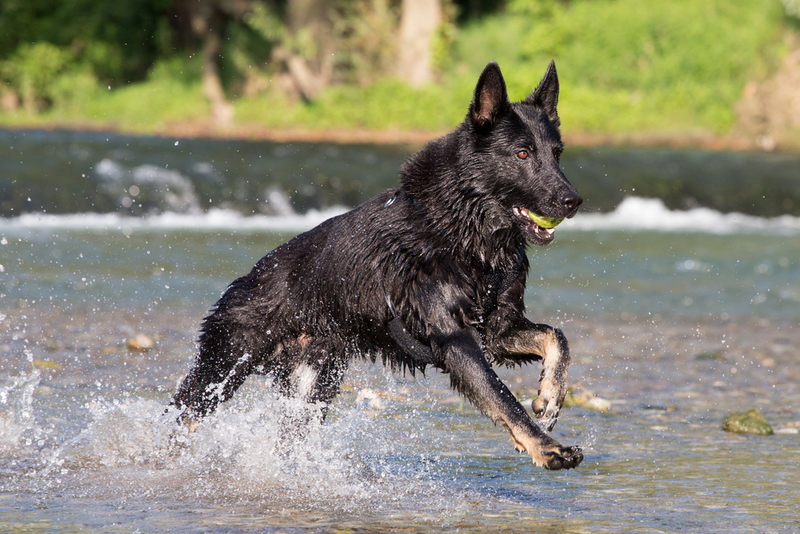 Черная немецкая овчарка с мячом