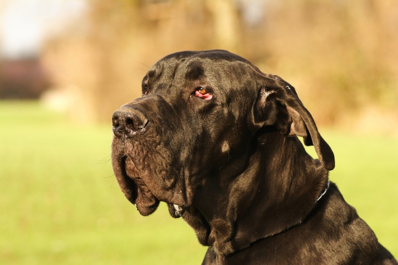 Нагрузки влияют на то, сколько весит немецкий дог
