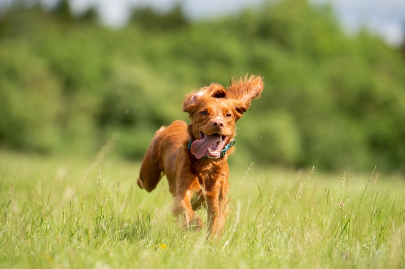 Гигиена влияет на то, сколько проживет английский кокер-спаниель