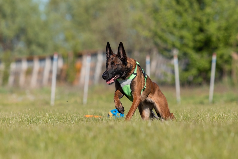 Малинуа – порода собаки из сериала «Катюша»