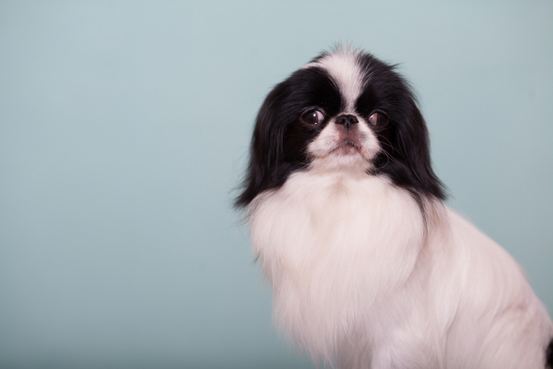 Уход может увеличить срок жизни японского хина