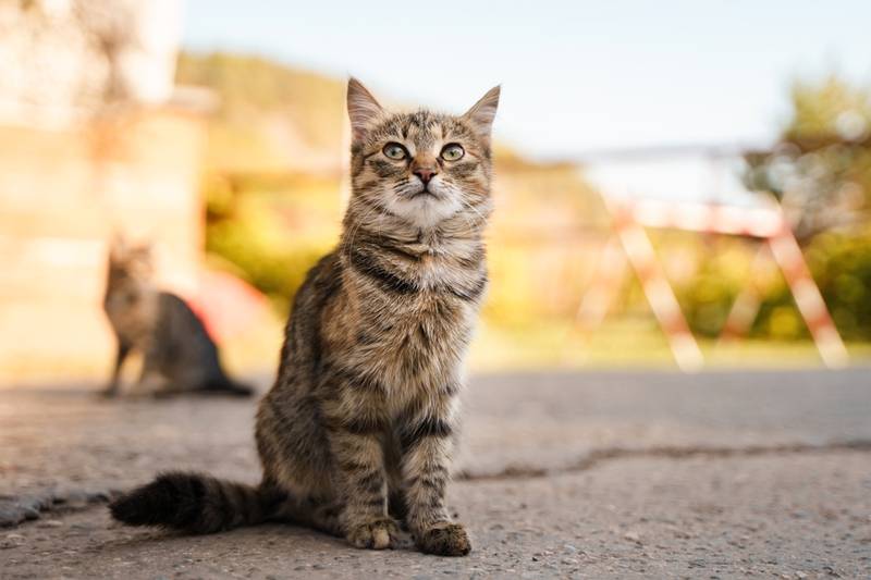 Как кошки находят дорогу домой издалека, если потерялись?