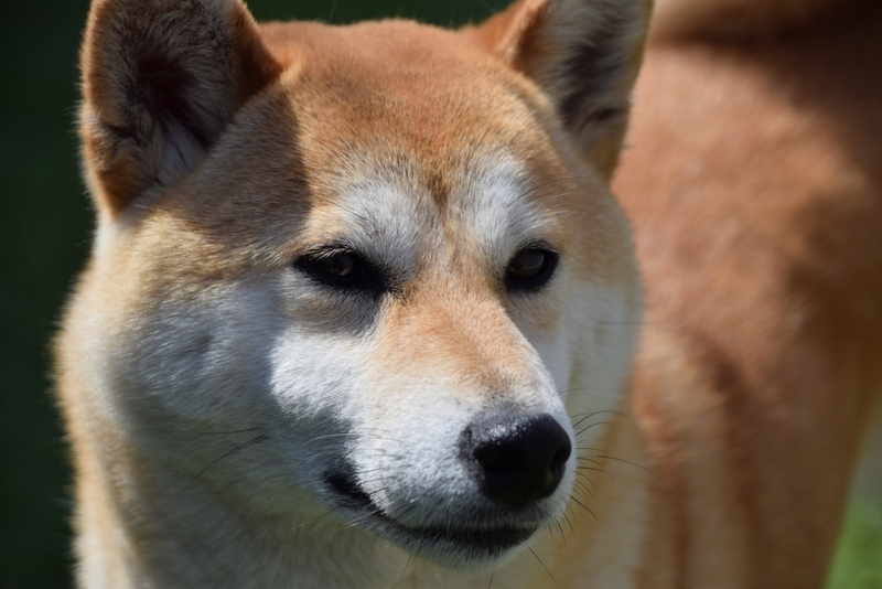 Поведение сиба-ину во время течки меняется