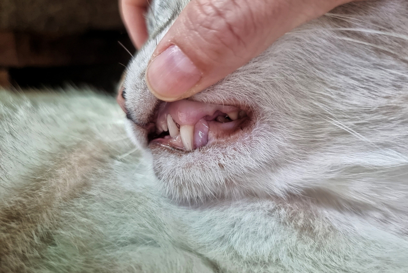 У кота с авитаминозом могут быть проблемы с деснами