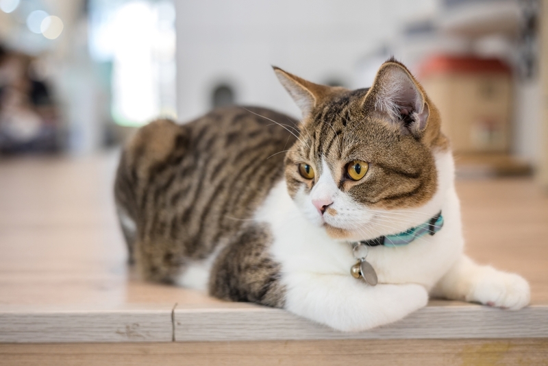 Если заболевание почек у кошки прогрессирует, его признаки станут явными