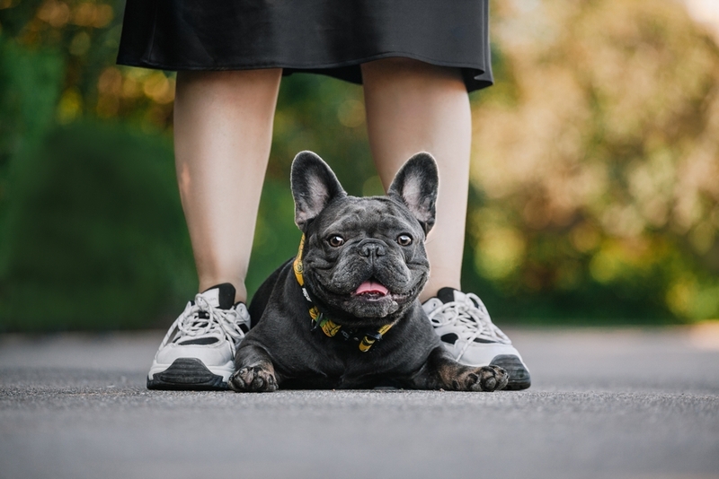 Голубой французский бульдог на фото