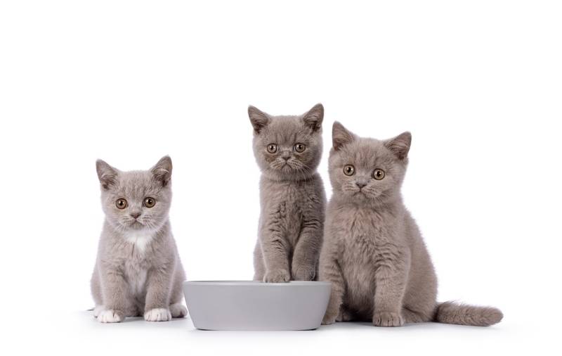 Как правильно кормить кошку? Что нужно учесть?