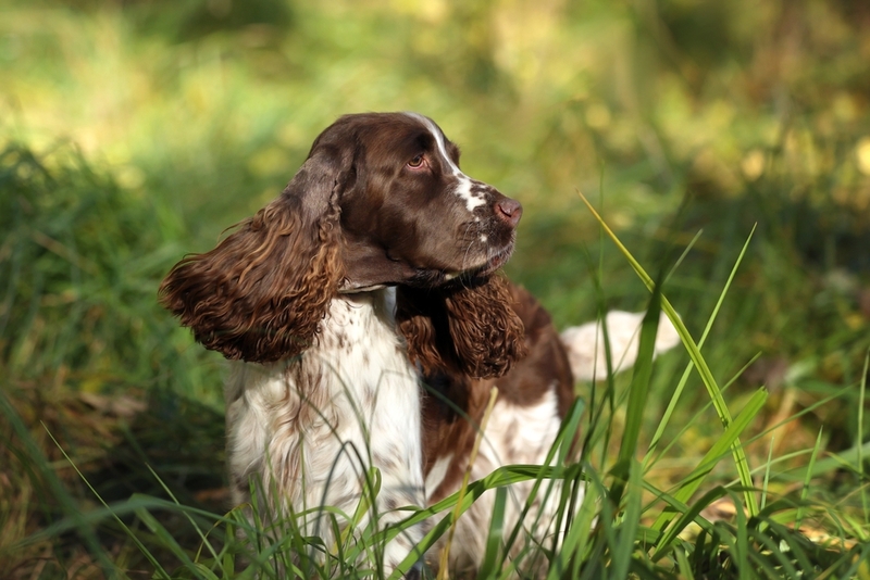 Спрингеры – вислоухая порода собак