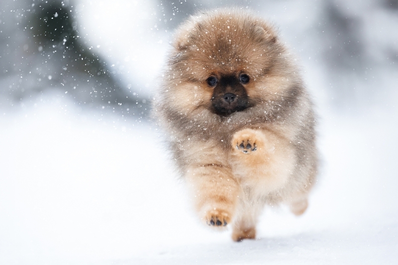 У шпицев есть характерные болезни