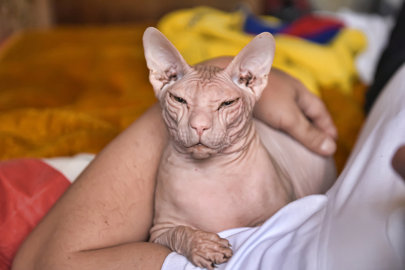 Как ухаживать за глазами сфинкса?