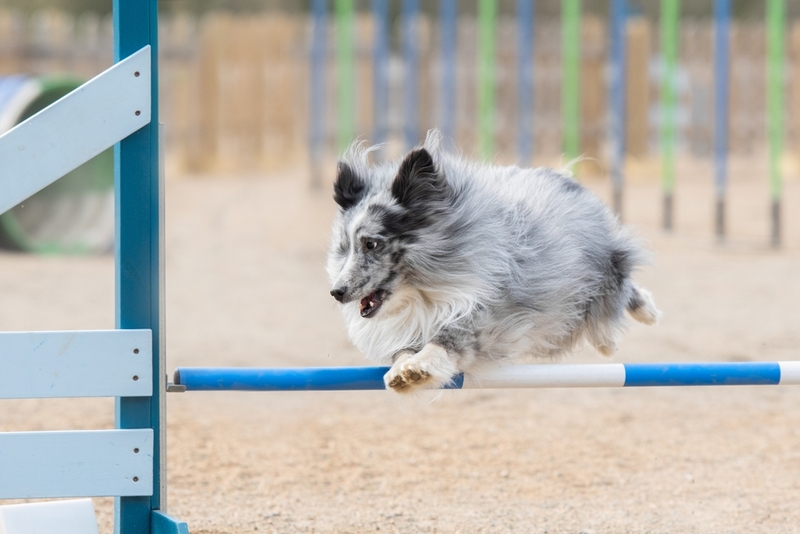 Собака на соревновании по обидиенс