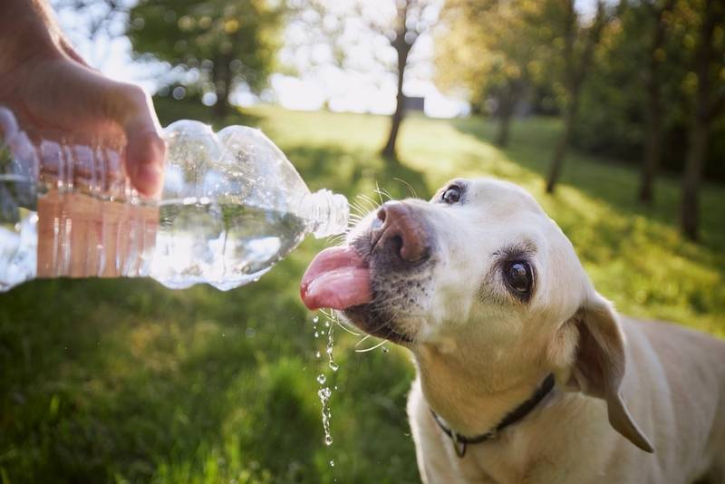 Почему собака пьет много воды: причины и что делать