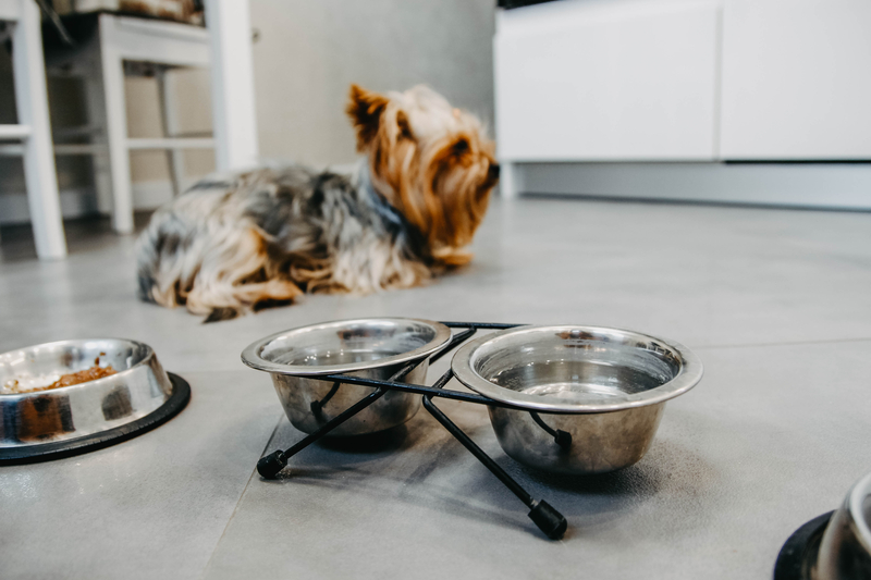 Если йорк питается сбалансированным кормом, витамины отдельно давать не нужно