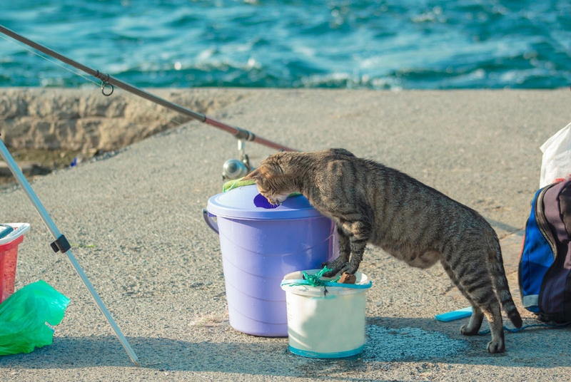 Рыбаки в Турции любят кошек и кормят их уловом