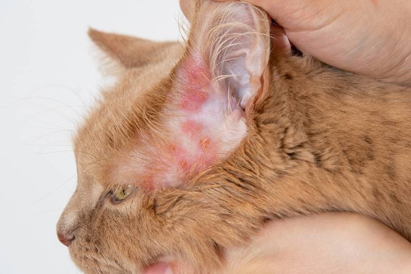 Аллергия у кошек: как проявляется, симптомы, лечение, фото