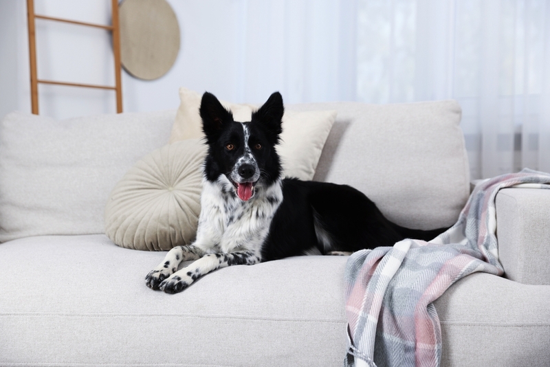 Сук бордер-колли после 8 лет не допускают к вязкам