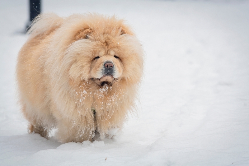 Вес у чау-чау может быть большим из-за малоподвижного образа жизни