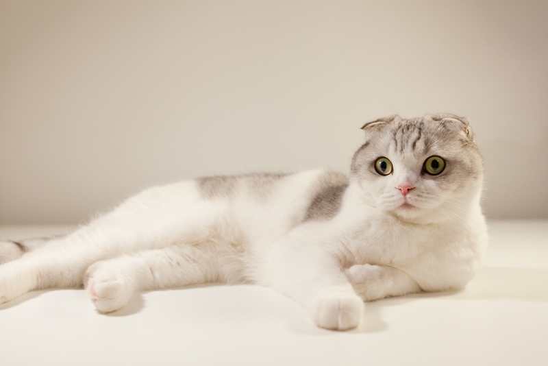 Синдром гиперестезии у кошек может возникнуть из-за стресса