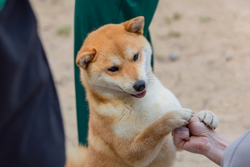 Акита-ину – самые преданные собаки