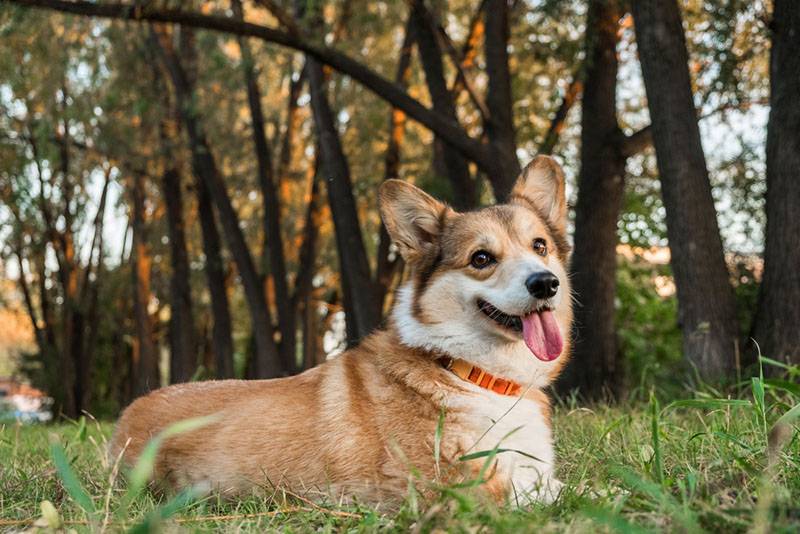 Самые популярные породы собак в мире: ТОП-20 с фото и описанием
