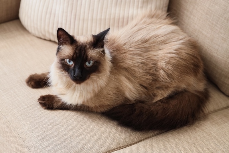 У тайских кошек встречаются болезни сердца