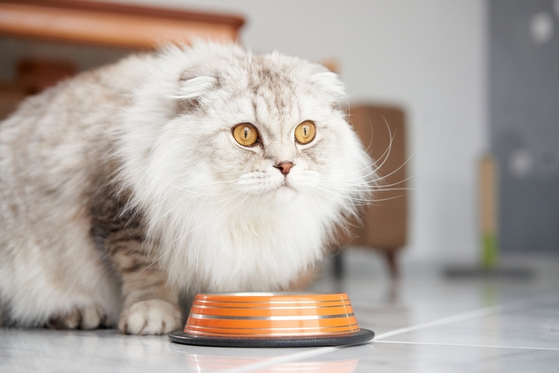 Какие крупы можно давать кошкам, а какие нежелательно?