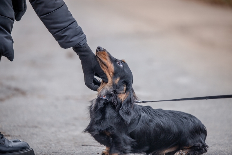 Выбирая кличку для собаки-мальчика таксы можно учесть окрас
