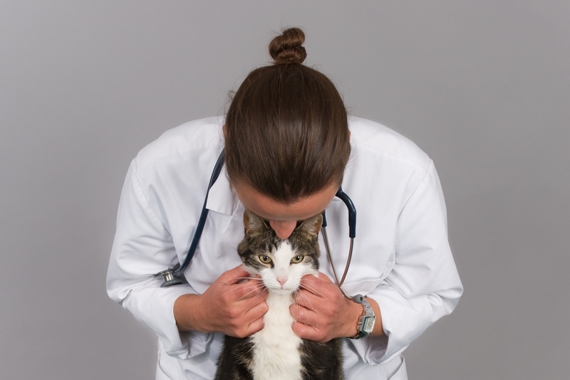 Без своевременного лечения перхоть у кота чревата осложнениями