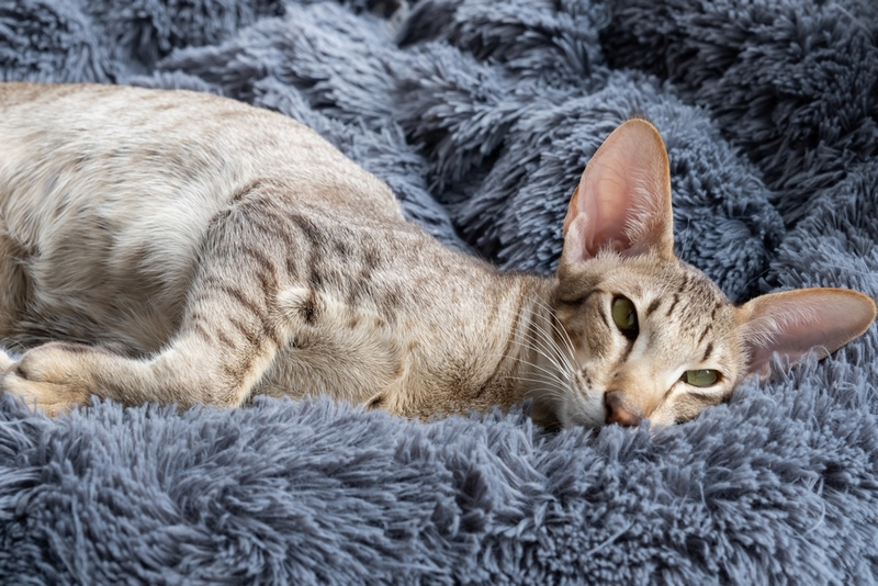 Болезнь у ориентальной кошки может быть хронической