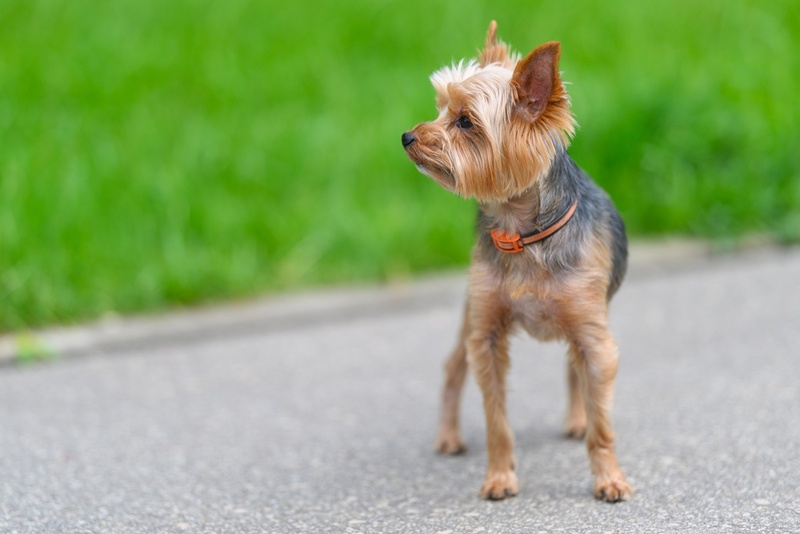 Болезни йоркширских терьеров можно профилактировать