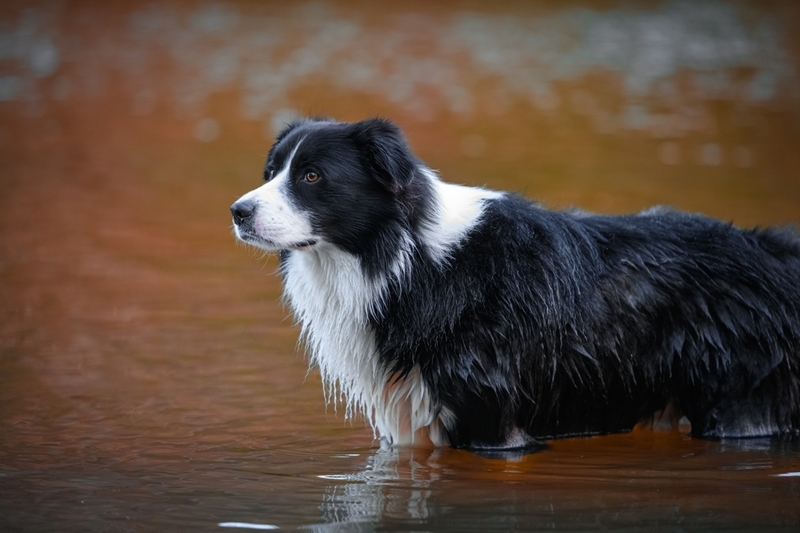Собаки колли имеют характерную внешность