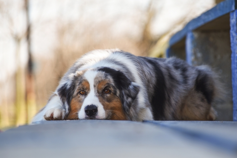 Болеют ли собаки герпесом?