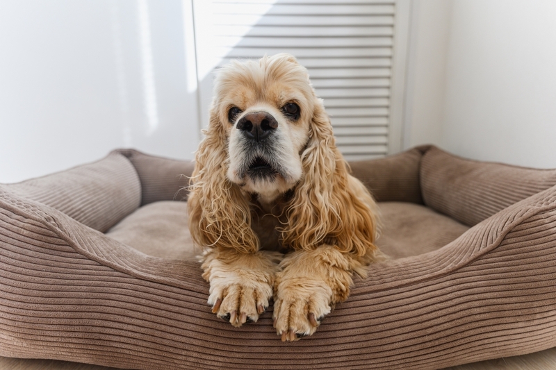 Стресс негативно влияет на то, сколько проживет американский кокер-спаниель