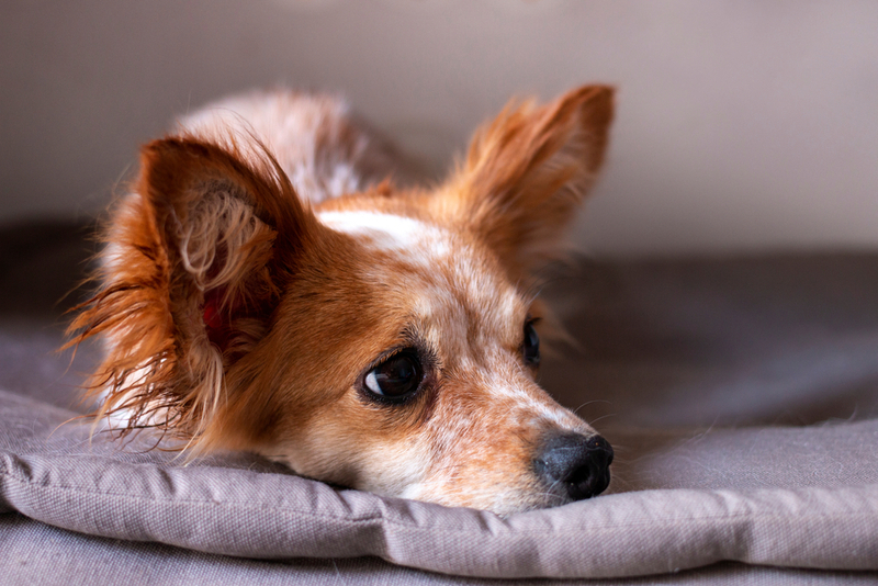 Вагинит у собаки имеет различные формы