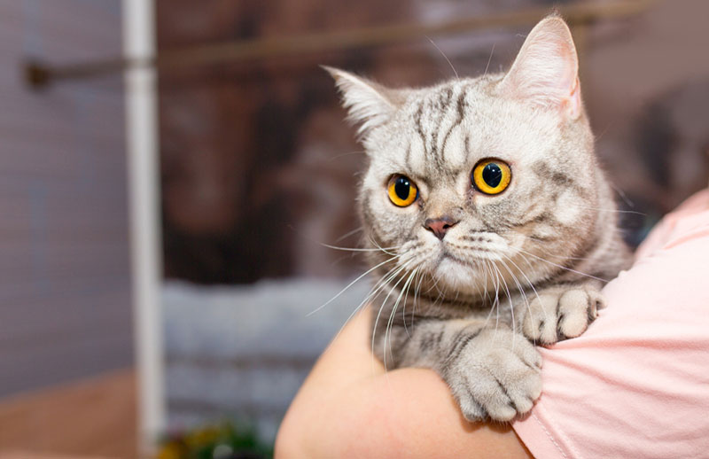 профилактика кардиомиопатии у кошек заключается в снижении стресса