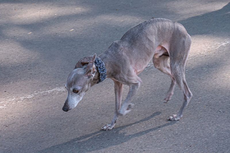 Содержания влияет на то, сколько проживут левретки