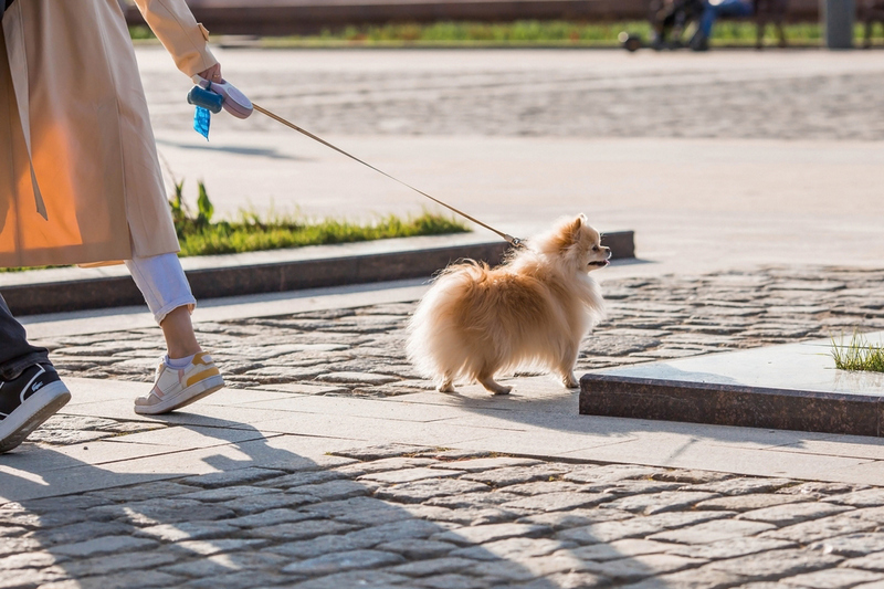Сколько дней длится беременность у шпица?