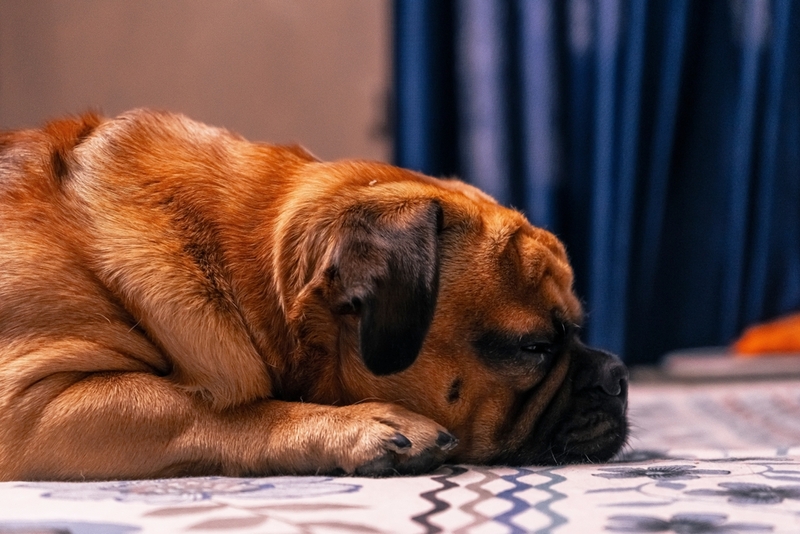 Заболевание энтерит проявляется апатией