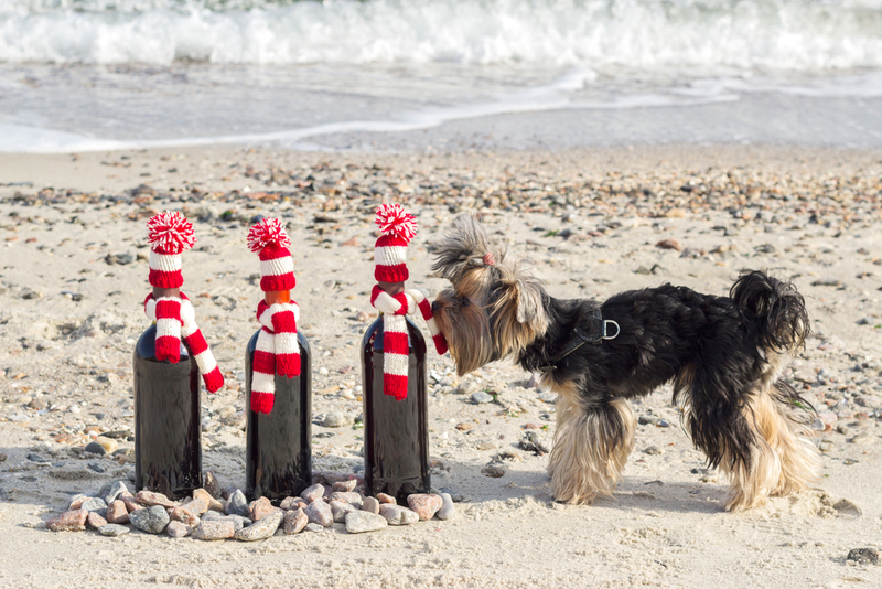 Собаки не любят запах алкоголя