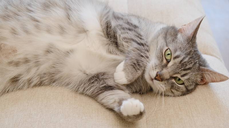 Кошка часто дышит животом – почему дыхание учащенное и какая ЧДД в норме?