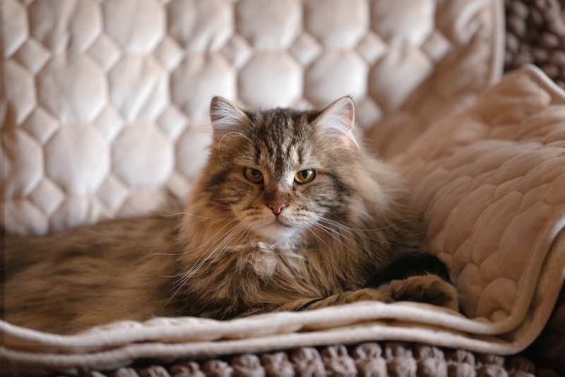 Уход влияет на продолжительность жизни сибирской кошки