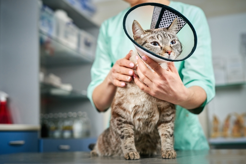 Кошке с увеитом рекомендуют ношение воротника