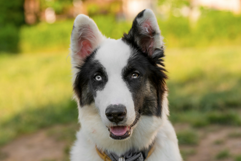 Кто же это: ласки или хаски?