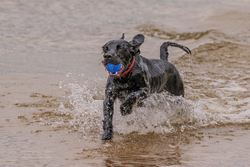 Какой уход нужен черному спаниелю?