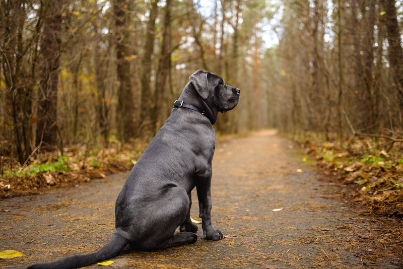 Кобели кане-корсо быстро восстанавливаются после вязок