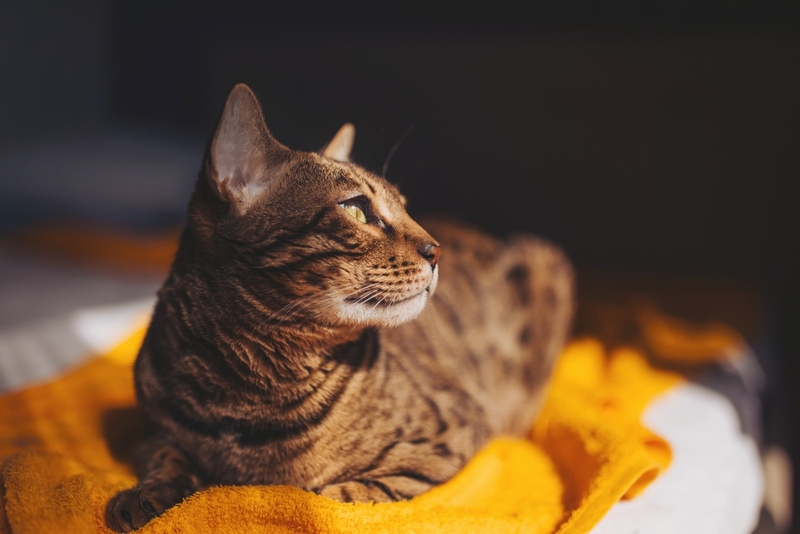 Надо контролировать, сколько весит бенгальская кошка