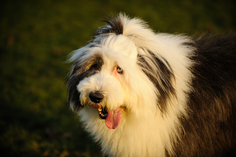 Бобтейл – собака с голубыми глазами